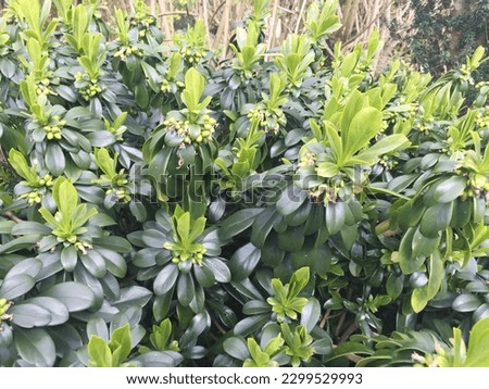 Daphne laureola (Spurge Laurel) fruiting and growing after flowering Royalty-Free Stock Photo #2299529993