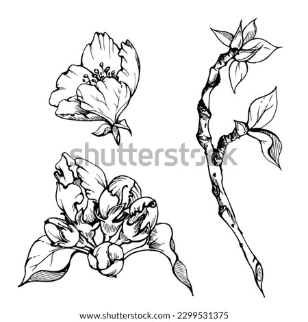Hand drawn ink composition with apple blossom on branches, green leaves, white and pink flowers. Isolated object on white background. Design for wall art, wedding, print, fabric, cover, card