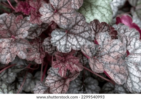 Silvery veined leaves of Heuchera. Perennials, landscaping, gardening.