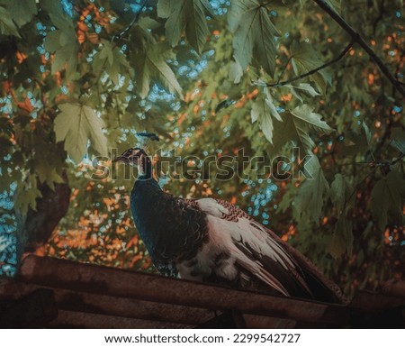 05.06.2021. Kragujevac, Serbia. Outdoors photoshoot with domestic birds on a farm.