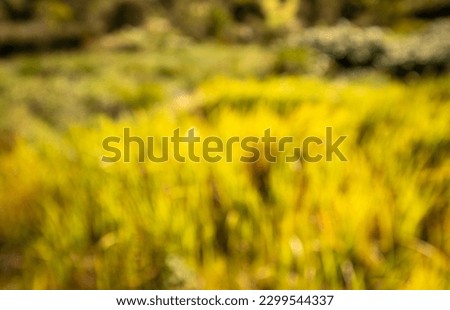 blurred background in autumm yellow gold grass field, colourful in autumm