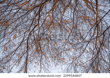 Thin branches of a birch in full screen mode