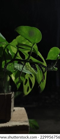 Green leaves that look amazing at night are perfect for your cover