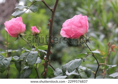 Roses . Rose.  Red rose. Pink rose.Yellow rose . Natural . Beauty . Love . Nature