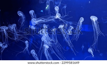  Jellyfish gracefully swimming in a dark blue background. The contrast between the white and dark blue colors creates a striking and visually appealing image.