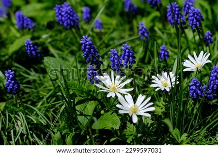 White anemones amid grape hyacinth looking fabulous in a Glebe Spring garden in Ottawa, ON, Canada Royalty-Free Stock Photo #2299597031