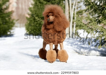 gorgeous royal poodle on the snow park Royalty-Free Stock Photo #2299597803