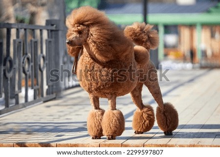 gorgeous royal poodle on the snow park Royalty-Free Stock Photo #2299597807