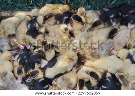 picture Crowd of Muscovy Duck babies at a traditional Indonesian market, top view.