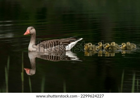 Parent Greylag Goose (Anser anser) out with their young goslings. Gelderland in the Netherlands.                     Royalty-Free Stock Photo #2299624227