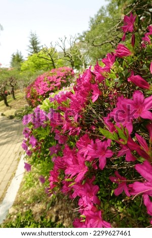 the scenery of flowers and lakes in Gyeongju