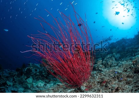 Ellisella Coral, Raja Ampat, indonesia