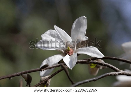 Early flowering magnolia in all its glory.