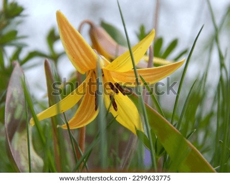 Closeup macro of a yellow trout lily, dogtooth violet, amongst the grass, soft focus background.