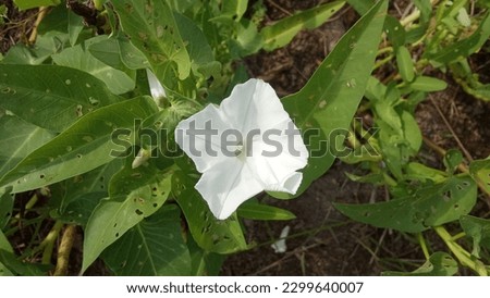 Terulak also called Calonyction aculeatum is a white flower plant that blooms at night and smells good.