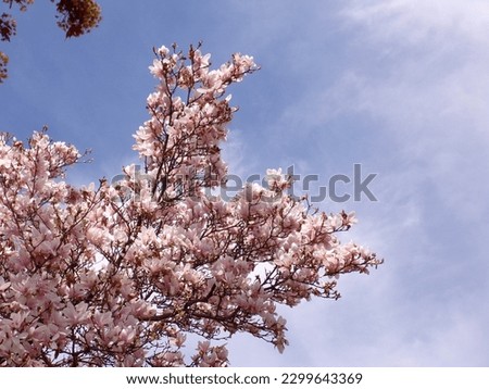 Blooming magnolia branches on the sky background