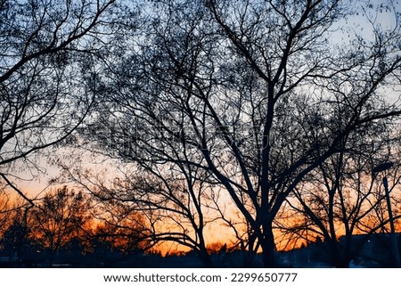 silhouette photo of a tree with sunrise in the morning