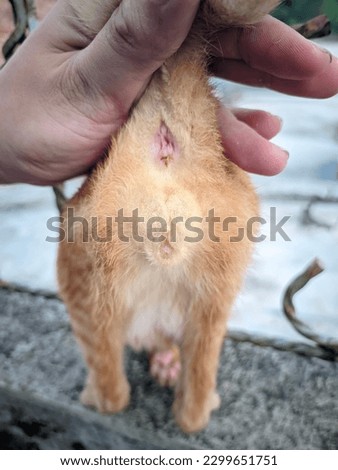 closeup of cat testicles, good cat genital health condition with perfect testicle size and shape Royalty-Free Stock Photo #2299651751