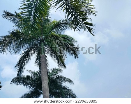Palm tree
experience
forest
fresh
greening