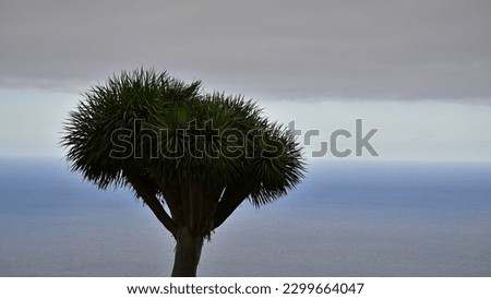 Dragon tree, specifically a dracaena draco, in front of the blue and grey horizon. The ocean and sky show a color-block like transition from grey to blue.