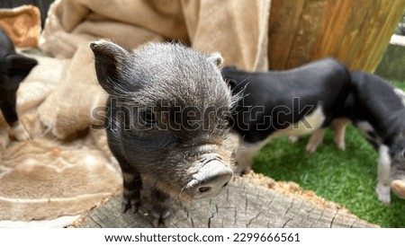 cute piglet outdoor breeding pig cafe