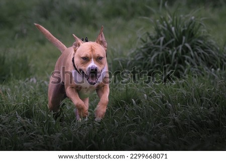 A TAN AND WHITE PIT BULL MIX RINNUNG THROUGH GRASS AT THE MARYMOOR OFF LEASH DOG AREA Royalty-Free Stock Photo #2299668071