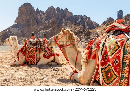 Harnessed riding camels resting in the desrt, Al Ula, Saudi Arabia Royalty-Free Stock Photo #2299671223