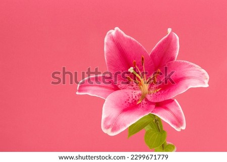 pink lily on pink background Royalty-Free Stock Photo #2299671779