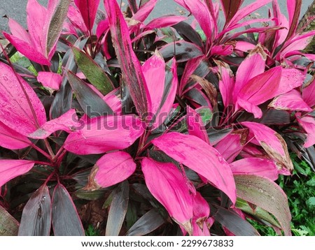 a picture of beautiful and fresh pink leafy plants after rain. Textured pink and green leaves