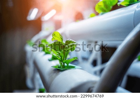 Racks with young microgreens in pots under led lamps in hydroponics vertical farms. Royalty-Free Stock Photo #2299674769