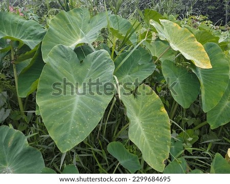Colocasia esculenta or taro. Full frame of taro leaves. Tropical leaves. Close up Elephant ear leaves for background. Tropical green banana taro leaf.