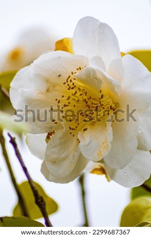 Flowers in Focus: Natural Beauty Captured in Stock Images