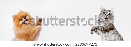 Portrait of a jumping dog and cat on gray background. Make room for the text. Wide-angle horizontal wallpaper or web banner.
