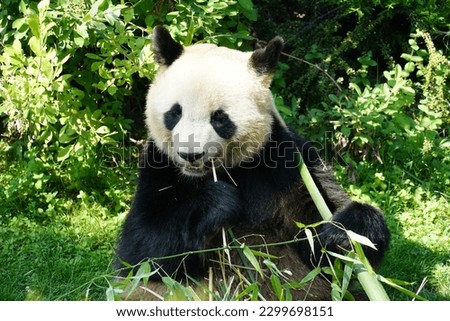 A big panda eating bamboo