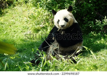 A big panda eating bamboo