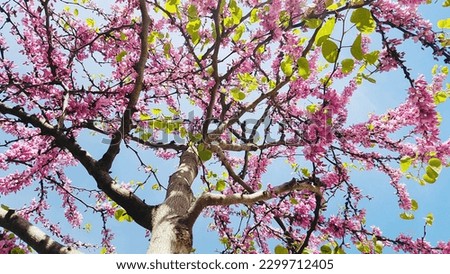 Beautiful tree of love with blue sky behind. Pink flowers. Jude tree flower.Cercis siliquastrum. Royalty-Free Stock Photo #2299712405