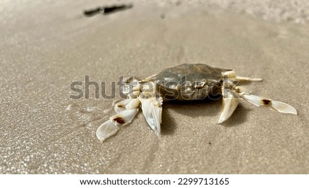 A Sleeping Crab On The Beach, Stock photo