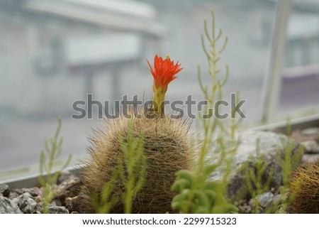 Flowering cactus in Latin called echinocereus triglochidiatus is a species of hedgehog cactus known as well as  kingcup cactus, claretcup, and Mojave mound cactus. It has red flower on the top. Royalty-Free Stock Photo #2299715323
