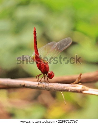 Beautiful picture of Bangladesh grasshopper