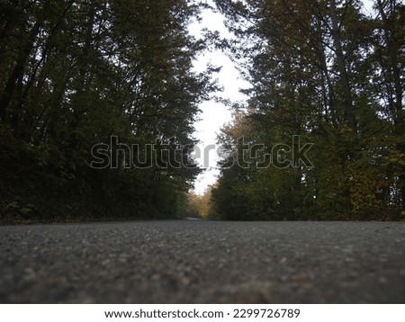 small country road surrounded by autumn nature