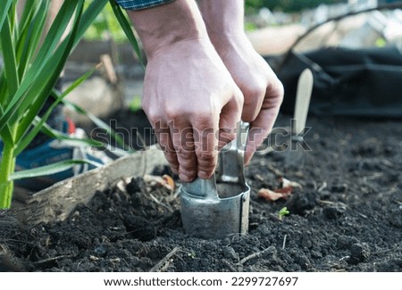 Male farmer on a high bed makes holes for planting seedlings. Device for planting bulbous crops daffodils or tulip. Preparation and marking of land for planting plants. Bulb Planter in hand with glove Royalty-Free Stock Photo #2299727697