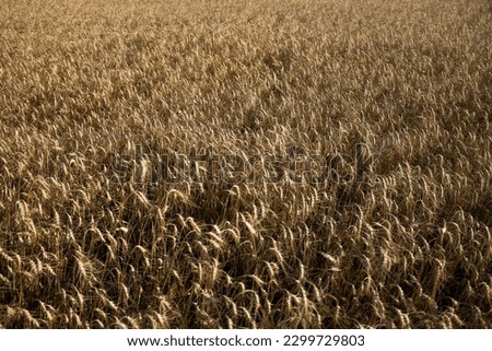 Close-up of  wheat spikes on field. Extremely short deep of field, partially blurred picture