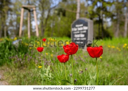 blurry gravestone with red tulips in the foreground, peaceful, friendly