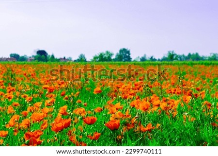 A beautiful and colorful field of poppies. Treviso. Italy. May 7, 2023