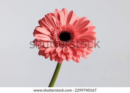 beautiful pink gerbera daisy flower illustrating the concept of beauty nature in front of grey background