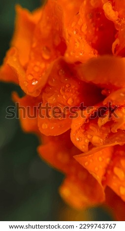 marigold flowers with raindrops. macro photography. abstraction