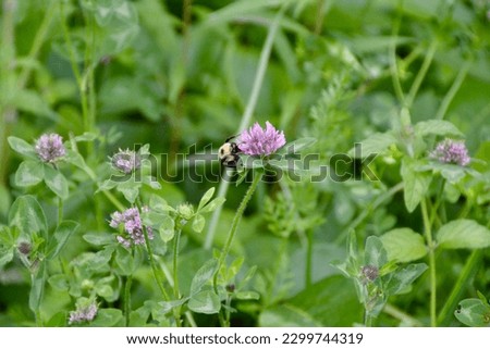 Two-spotted Bumble Bee (Bombus bimaculatus) and Red Clover (Trifolium pratense) along hiking trail at Loree Forest during Spring