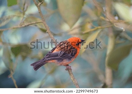 Foudia Madagascariensis And Green Nature. Madagascar Red Fody.  Royalty-Free Stock Photo #2299749673