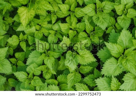 Green leaves, foliage of medicinal nettle plant in the garden. Photography, close-up background.