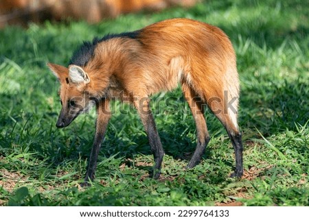Guará wolf (Chrysocyon brachyurus) one of the rarest wolves in the world lives in the Brazilian cerrado biome  Royalty-Free Stock Photo #2299764133